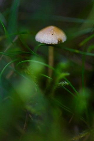 Petit champignon blanc de nos forêts