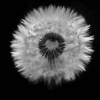 fleur de pissenlit avec un coeur