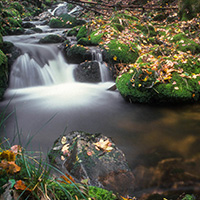 un ruisseau